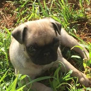 Meet your Posher, Kujo